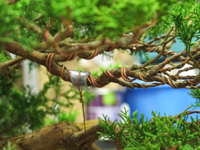 Kỹ thuật uốn cây bonsai cơ bản