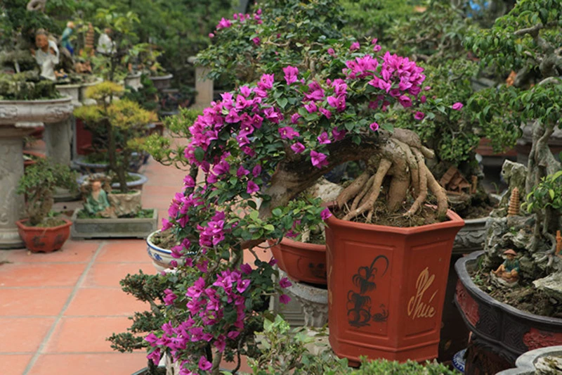 Cách tạo dáng huyền cho cây bonsai