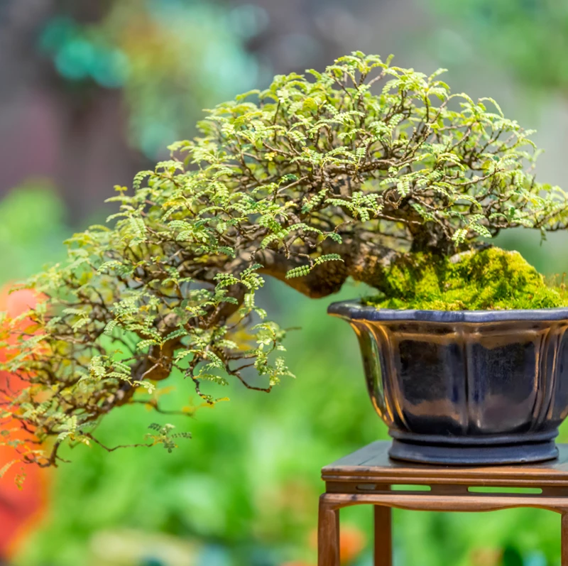 Những lý do phổ biến khiến cây bonsai không phát triển