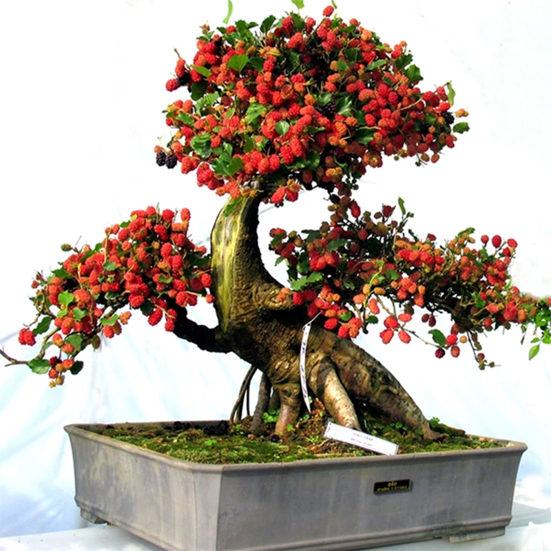 Cách chăm sóc cây ăn quả bonsai để vừa ngắm cây vừa được hái quả