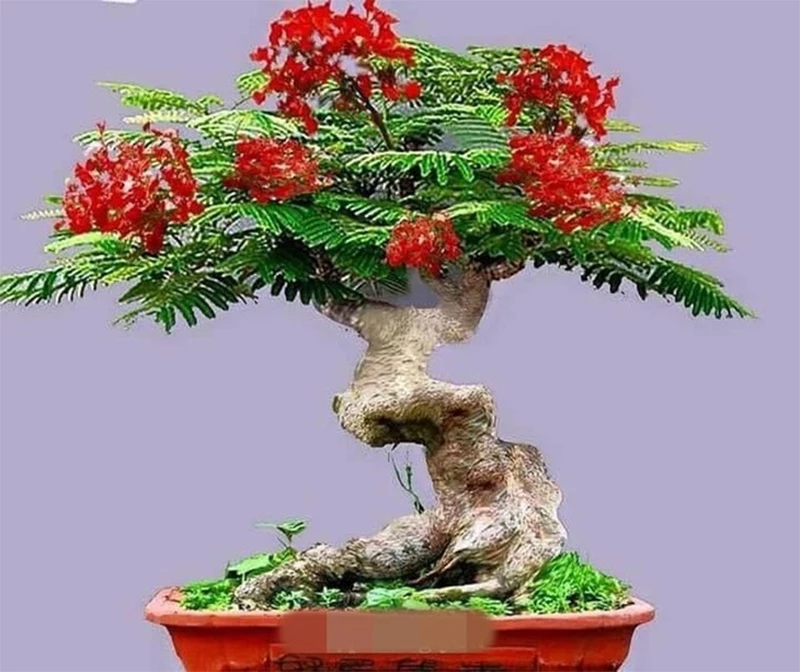 Cây phượng vĩ bonsai, loại cây bonsai sặc sỡ và kỳ lạ