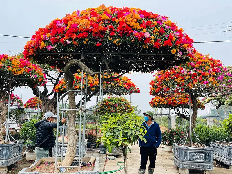 Cây hoa giấy ngũ sắc bonsai cho hoa rực rỡ quanh năm