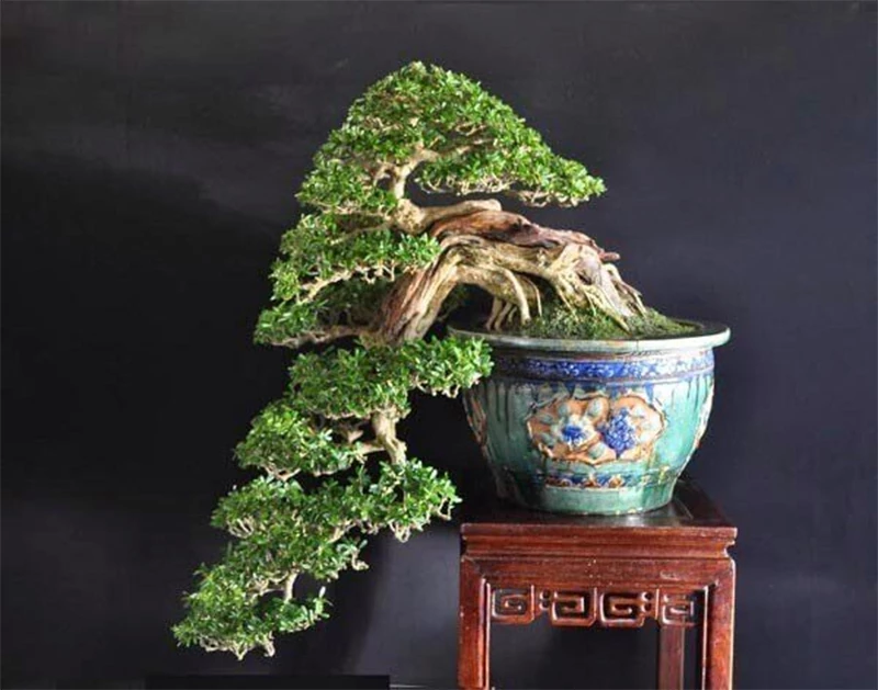 Cây nguyệt quế bonsai mang ý nghĩa công thành danh toại