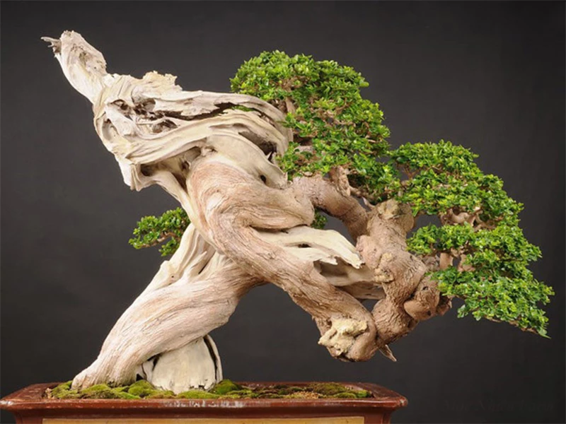 Cây sam hương bonsai, loại cây góp mặt trong mọi bộ sưu tập cây cảnh