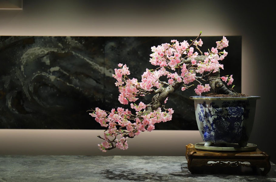 Ngắm nhìn những cây hoa anh đào bonsai nở rộ