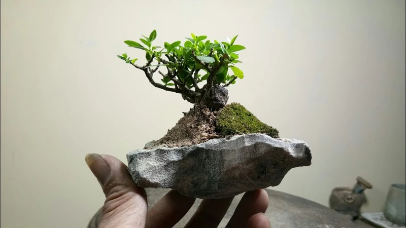 Top 6 loại đá được dùng để trang trí tiểu cảnh cho cây bonsai