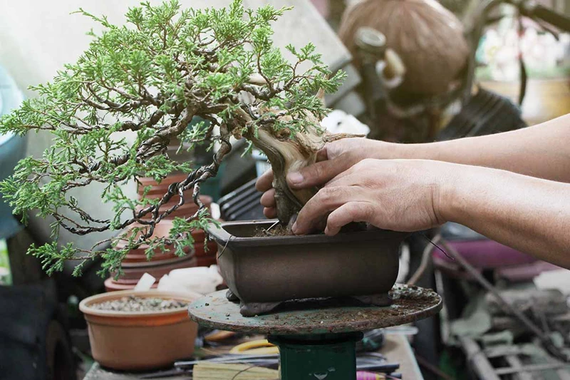 Tiêu chí và các loại đất thích hợp trồng cây bonsai