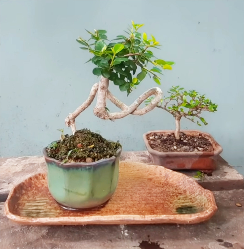 Những lưu ý khi chăm cây bonsai mini cho người mới bắt đầu