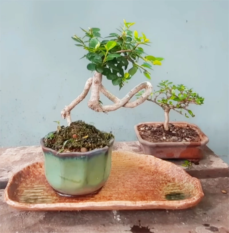 Những lưu ý khi chăm cây bonsai mini cho người mới bắt đầu