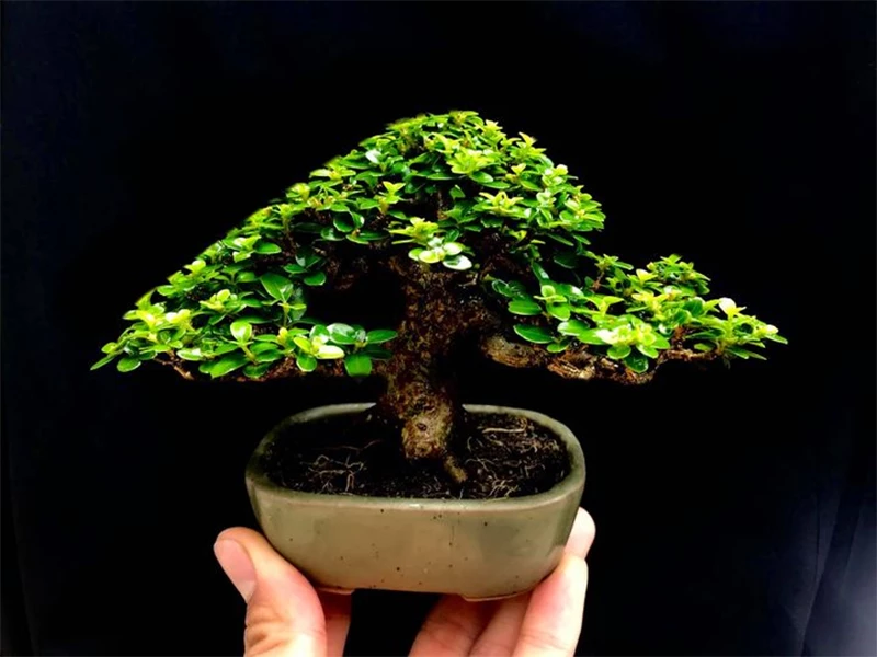 Hướng dẫn cắt tỉa rễ, ép chậu cạn cho cây sam hương bonsai