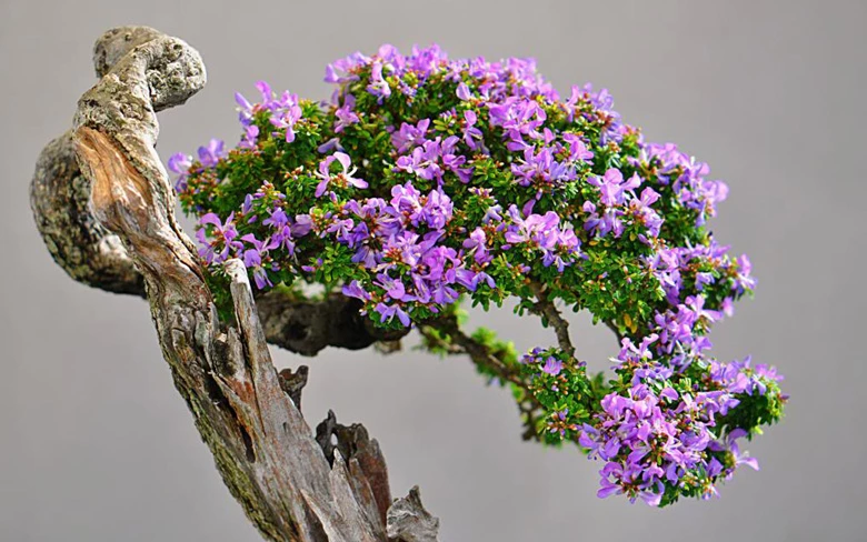 Lão hóa cây bonsai là gì? Kỹ thuật lão hóa cây cảnh bonsai