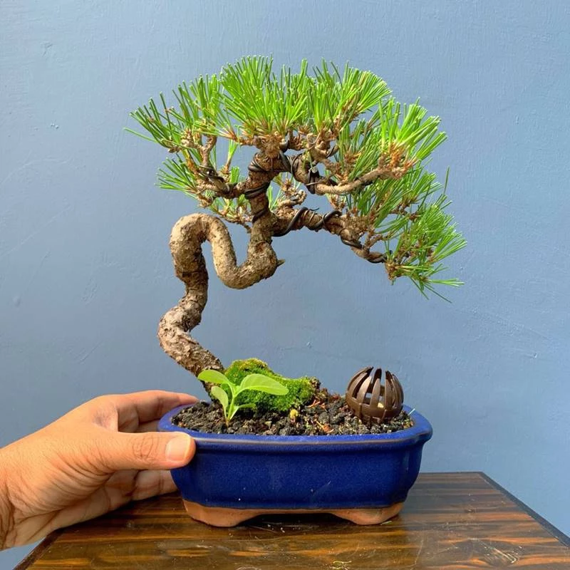 Kỹ thuật bón phân cây bonsai tối ưu cho người mới bắt đầu