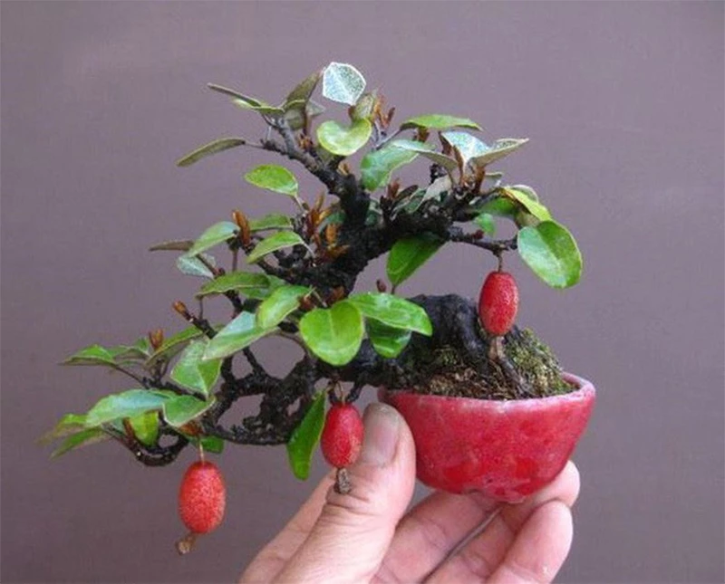 Kỹ thuật trồng cây ăn quả bonsai bằng hạt giống