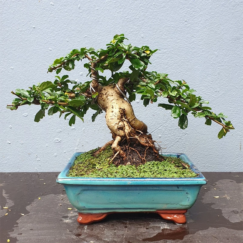 Những loại cây bonsai dễ trồng nhất cho người mới bắt đầu