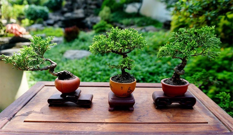 Cách chọn chậu phù hợp cho cây bonsai mini dành cho người mới bắt đầu