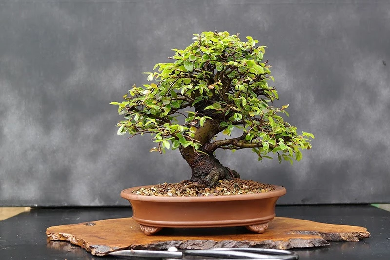 Hướng dẫn cơ bản về cây bonsai dành cho những người mới