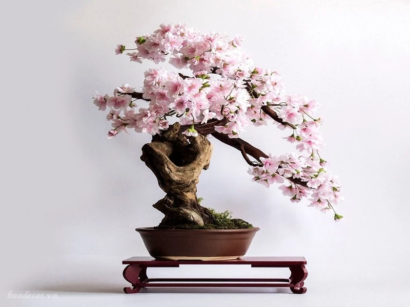 Cây hoa anh đào bonsai với những bông hoa màu trắng, hồng tinh tế