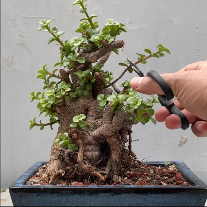 Hướng dẫn kỹ thuật làm dày cành nhánh cây bonsai cho người mới bắt đầu