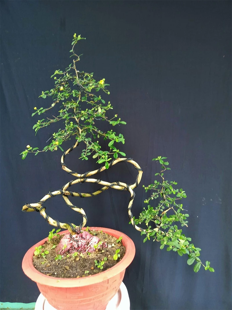 Hướng dẫn người mới cách tạo ra cây bonsai từ cây bình thường