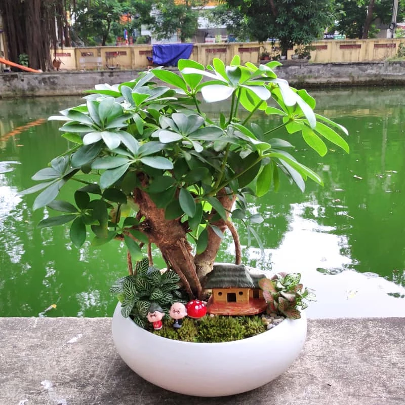 Cây ngũ gia bì bonsai: Dễ trồng và chăm sóc, giàu ý nghĩa phong thủy