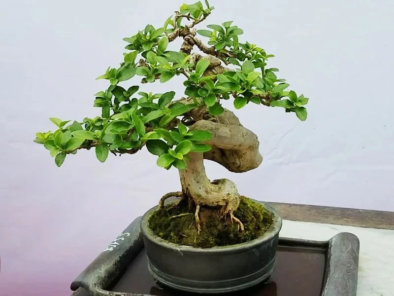 Hướng dẫn cách nuôi cây sam hương bonsai mini đúng cách