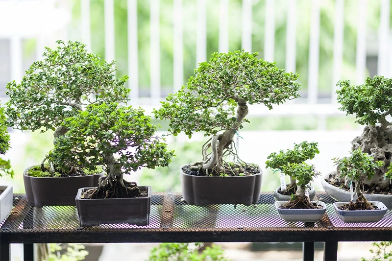 Hướng dẫn người mới cách chọn vị trí thích hợp để cây bonsai phát triển khỏe mạnh