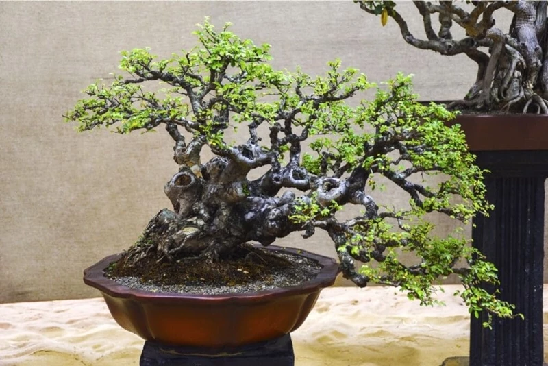 Ba bài học 'khắc cốt ghi tâm' từ cây bonsai