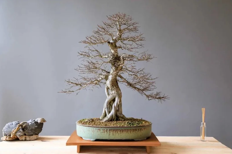 11 loại sâu hại thường gặp ở cây bonsai