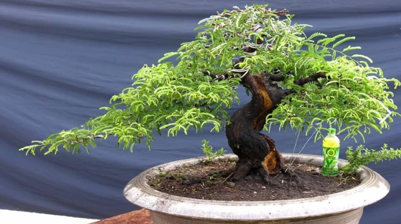 Kỹ thuật uốn cây me bonsai  để cây có thêm thẩm mỹ