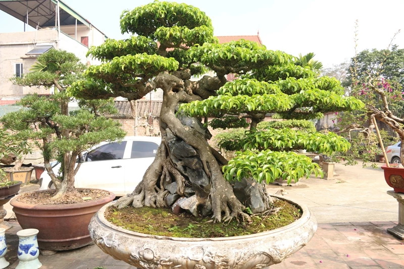 Cách đặt cây bonsai trong nhà và ngoài trời đúng chỗ