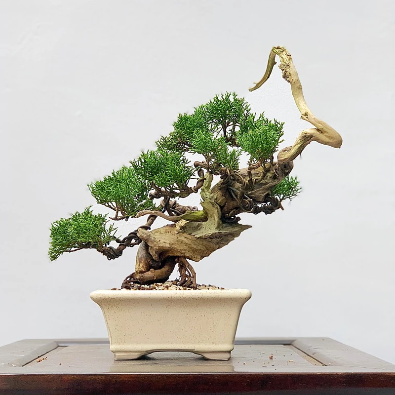 Nghệ thuật Tanuki Bonsai: Thổi sức sống mới vào cây đã chết