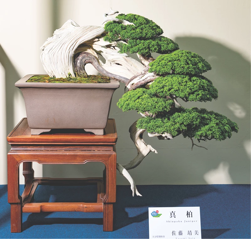 Các dáng thế Bonsai Nhật Bản nổi tiếng không nên bỏ lỡ