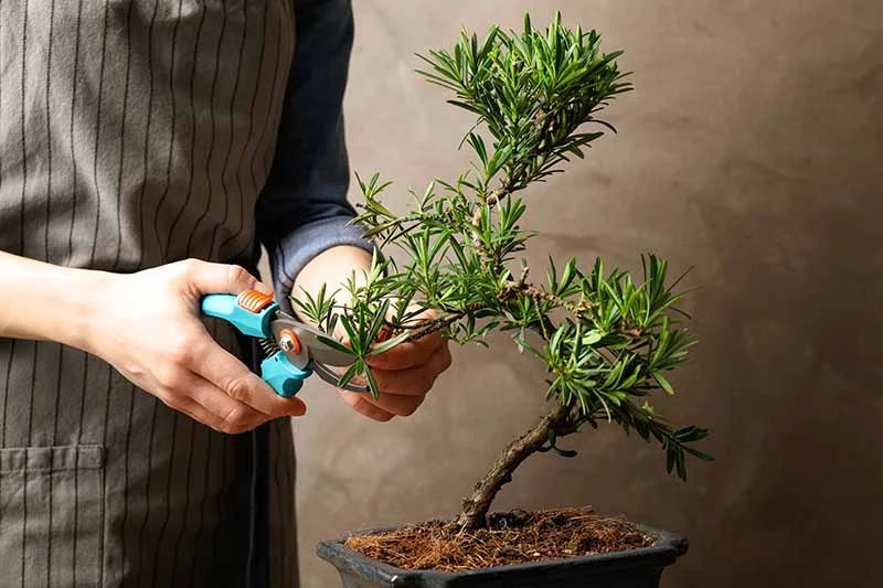 8 sai lầm phổ biến của người mới bắt đầu với Bonsai