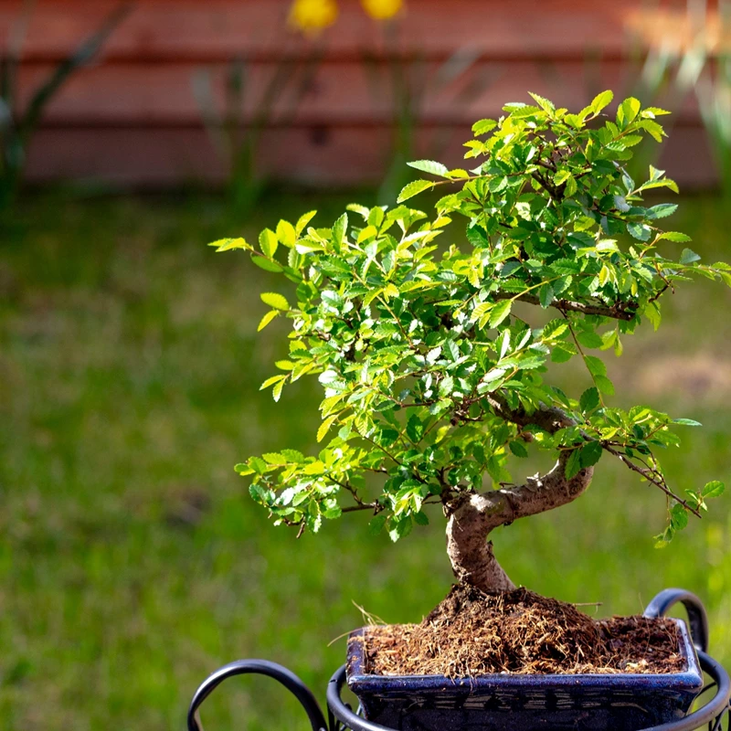 Cây Bonsai phổ biến nhất ở Trung Quốc