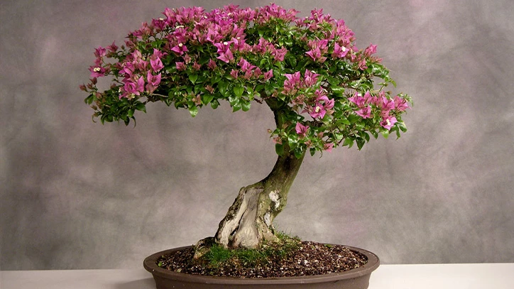 Thời điểm thích hợp và cách tạo dáng cho cây hoa giấy bonsai