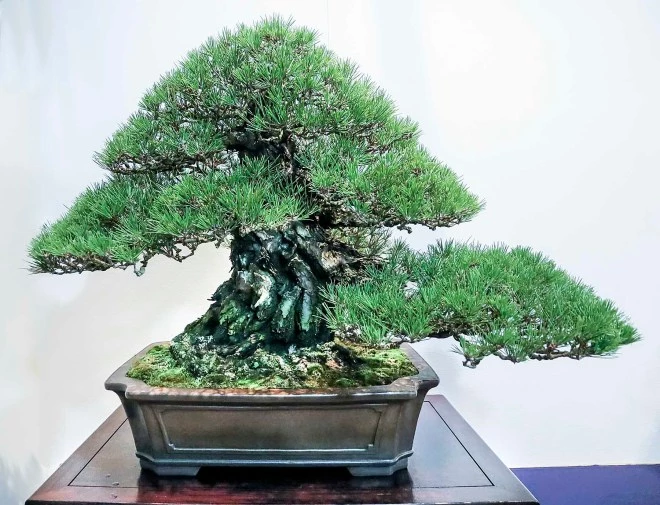 Chiêm ngưỡng bonsai dáng đẹp tại triển lãm Kokufu năm 2019