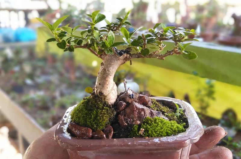 Top lưu ý trước khi trồng và chăm sóc bonsai mini