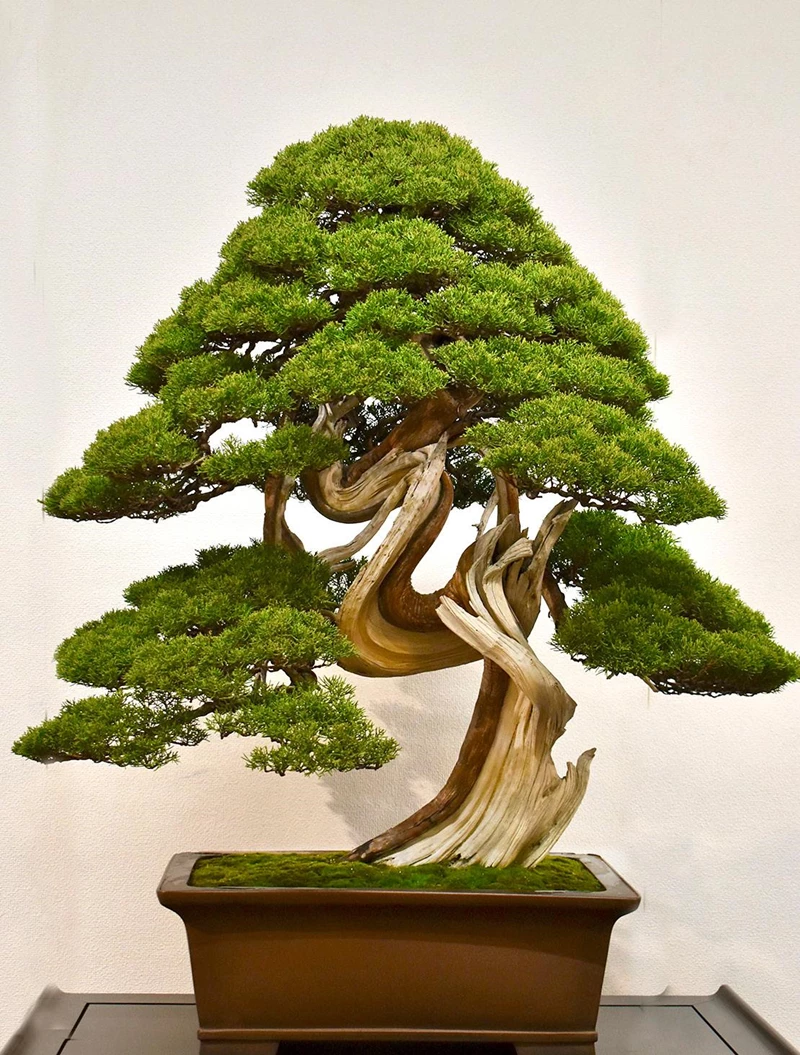 Chiêm ngưỡng bonsai dáng đẹp tại triển lãm Kokufu năm 2021