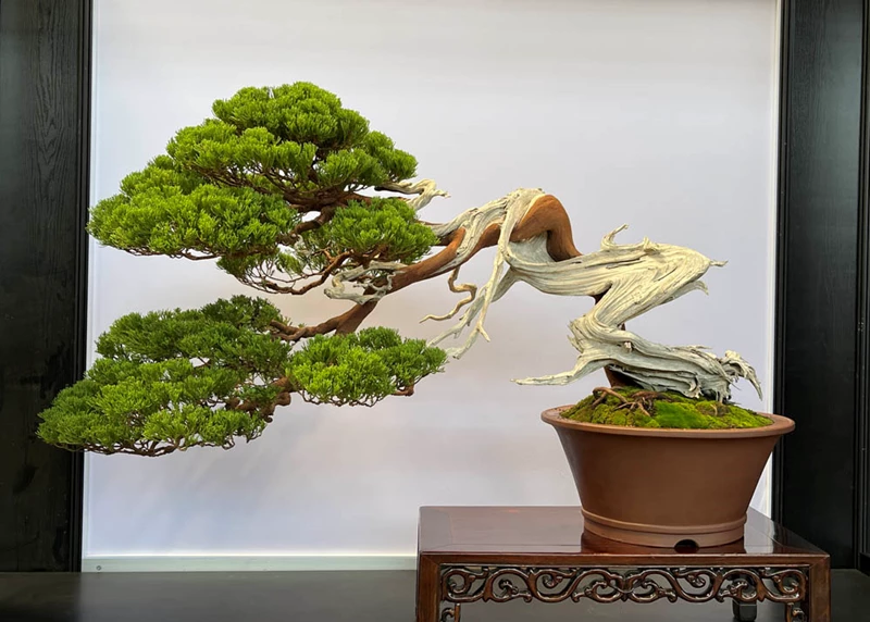 Chiêm ngưỡng triển lãm bonsai Hoa Phong Đài Loan 2022