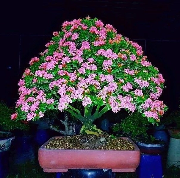 Mãn nhãn với bonsai hoa tuyệt đẹp