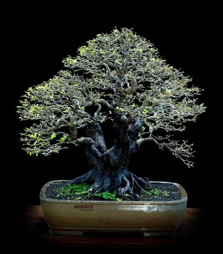 Những kiệt tác bonsai Indonesia độc đáo