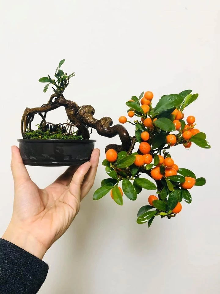 Ngắm nhìn bonsai quả tuyệt đẹp