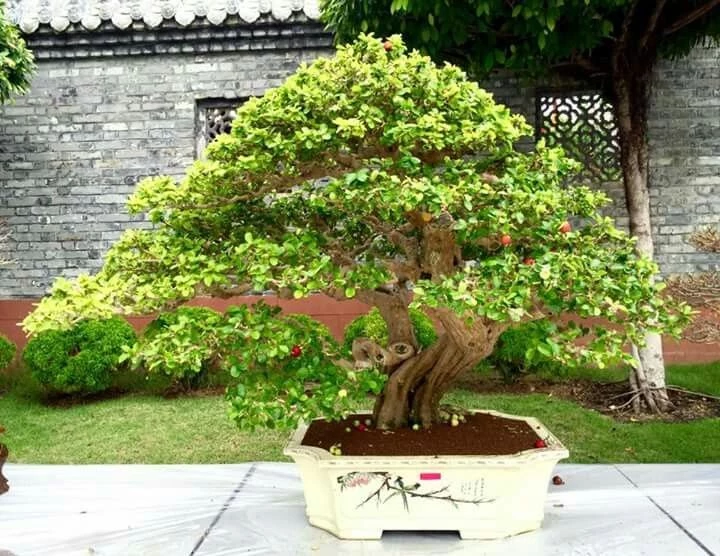 Chiêm ngưỡng tuyệt tác bonsai Malaysia