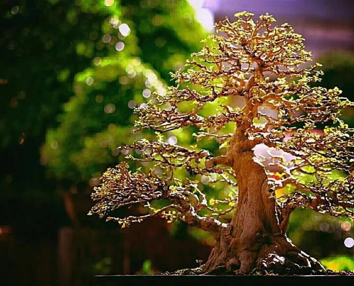 Mãn nhãn hình ảnh bonsai Thái Lan tuyệt đẹp