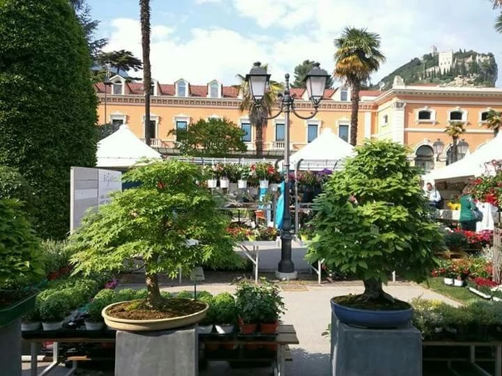 Ngắm nhìn tuyệt phẩm bonsai Italia