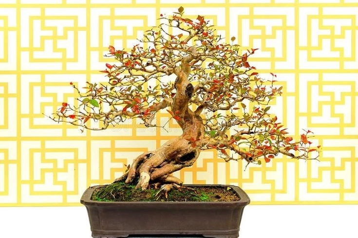 Độc đáo với nghệ thuật bonsai Ấn Độ