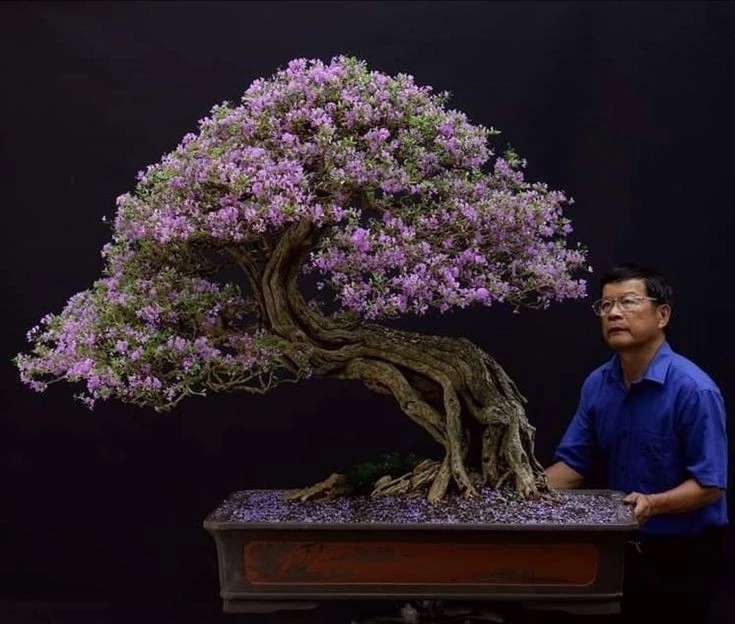 Nghệ nhân Trần Thắng nâng tầm bonsai Việt lên đẳng cấp mới