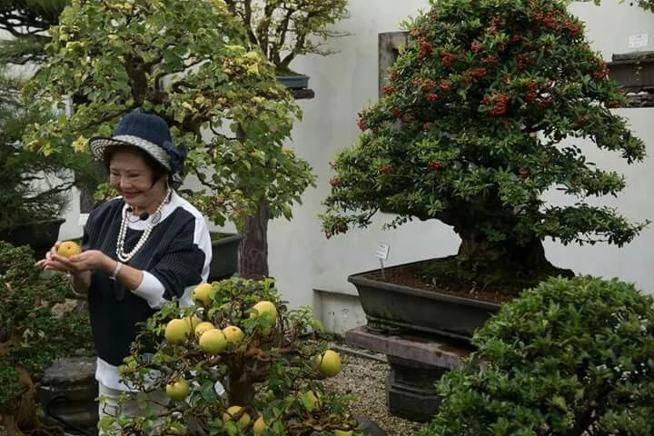 Tổng hợp tác phẩm của Amy Liang - Bậc thầy bonsai nổi tiếng Đài Loan