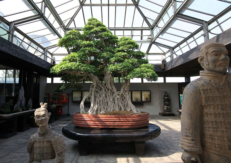 Những cây bonsai lâu đời nhất thế giới