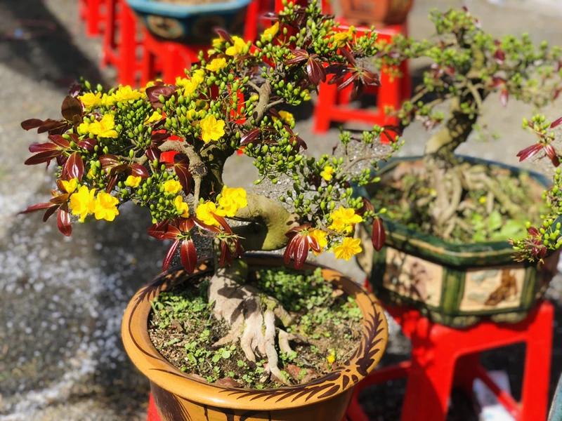 Lưu ý khi chăm sóc cây mai bonsai sau Tết